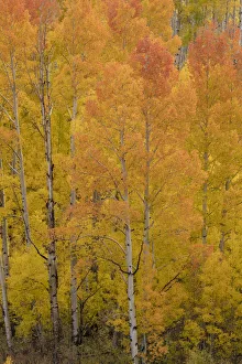 Images Dated 16th January 2022: USA, Colorado, Uncompahgre National Forest. Golden forest of aspens on mountain