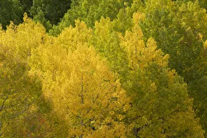 Images Dated 16th January 2022: USA, Colorado, Uncompahgre National Forest. Autumn-colored forest