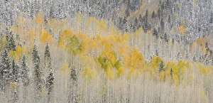 USA, Colorado, Uncompahgre National Forest. Panoramic of fresh snow and autumn colors on forest