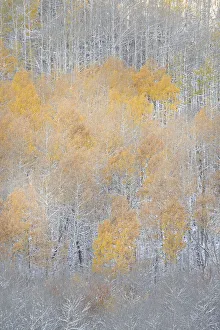 USA, Colorado, Uncompahgre National Forest. Fresh autumn snow on aspens