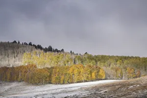 Images Dated 16th January 2022: USA, Colorado, Uncompahgre National Forest. Aspen forest in late autumn