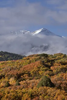 Images Dated 16th January 2022: USA, Colorado, Uncompahgre National Forest. Autumn forest and Sneffels Range