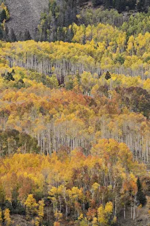 Images Dated 16th January 2022: USA, Colorado, Uncompahgre National Forest. Autumn-colored forest
