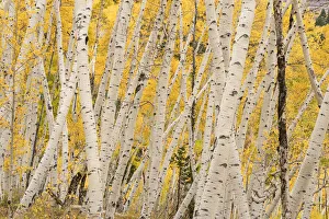 Images Dated 16th January 2022: USA, Colorado, Uncompahgre National Forest. Forest of aspen trees