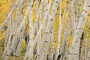 Images Dated 16th January 2022: USA, Colorado, Uncompahgre National Forest. Forest of aspen trees