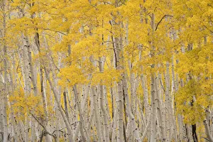 Images Dated 16th January 2022: USA, Colorado, Uncompahgre National Forest. Aspen trees in autumn