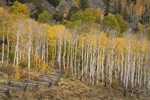 Images Dated 16th January 2022: USA, Colorado, Uncompahgre National Forest. Autumn aspen trees and split-rail fence