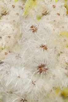 Images Dated 16th January 2022: USA, Colorado, Uncompahgre National Forest. Seedheads of clematis plant