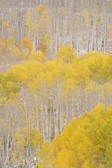 Images Dated 17th January 2022: USA, Colorado, Uncompahgre National Forest. Aspens after autumn snowstorm