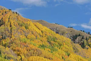 Spruce Prints: USA, Colorado, Uncompahgre National Forest. Aspens on mountainside in autumn