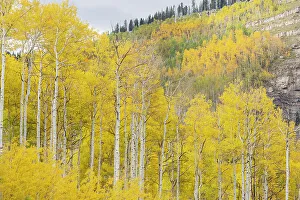 Spruce Prints: USA, Colorado, Uncompahgre National Forest. Aspens on mountainside in autumn