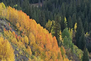 Spruce Prints: USA, Colorado, Uncompahgre National Forest. Aspens on mountainside in autumn