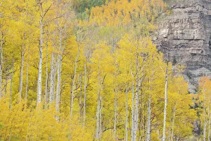 San Juan Mountain Prints: USA, Colorado, Uncompahgre National Forest. Aspen trees in autumn colors