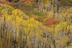 Spruce Prints: USA, Colorado, Uncompahgre National Forest. Aspens on mountainside in autumn