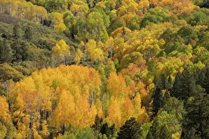 Spruce Prints: USA, Colorado, Uncompahgre National Forest. Aspens on mountainside in autumn