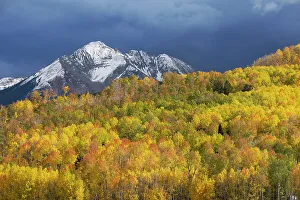 Images Dated 28th October 2022: USA, Colorado, Uncompahgre National Forest. Mountain and aspen forest in autumn