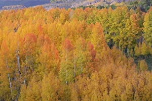Glow Prints: USA, Colorado, Uncompahgre National Forest. Sunset glow on aspen forest in autumn