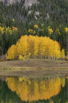 San Juan Mountain Prints: USA, Colorado, Uncompahgre National Forest. Aspen grove reflects in calm lake