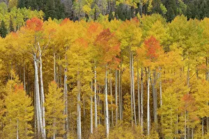 San Juan Mountain Prints: USA, Colorado, Uncompahgre National Forest. Aspen trees in autumn colors