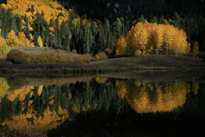 Images Dated 13th November 2022: USA, Colorado, Uncompahgre National Forest. Forest reflects in pond