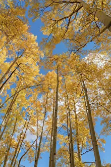 Skyward Prints: USA, Colorado, Uncompahgre National Forest. Looking skyward at aspens in autumn