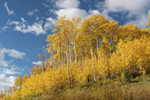 San Juan Mountain Prints: USA, Colorado, Uncompahgre National Forest. Aspen grove in autumn