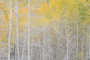 Don Grall Prints: USA, Colorado, Uncompahgre National Forest