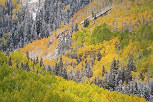 Don Grall Prints: USA, Colorado, Uncompahgre National Forest