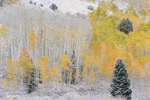 Don Grall Prints: USA, Colorado, Uncompahgre National Forest
