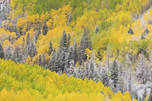 Don Grall Prints: USA, Colorado, Uncompahgre National Forest