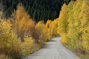 Gravel Prints: USA, Colorado, Uncompahgre National Forest
