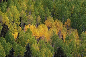 New Images March 2025 Part 2 Prints: USA, Colorado, Uncompahgre National Forest