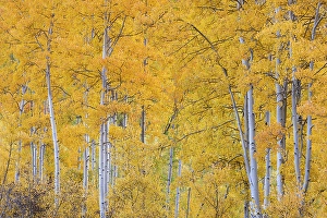 New Images March 2025 Part 2 Prints: USA, Colorado, Uncompahgre National Forest