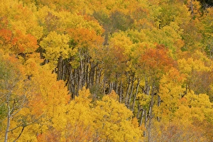 New Images March 2025 Part 2 Prints: USA, Colorado, Uncompahgre National Forest