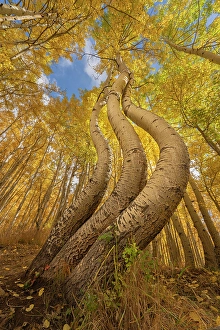 New Images March 2025 Part 2 Prints: USA, Colorado, Uncompahgre National Forest