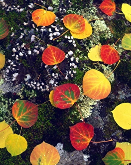 Images Dated 6th May 2014: USA; Colorado; USA; Wyoming; Apen leaves on a lichen covered rock in the Rocky Mountains