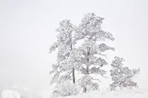 USA, Colorado, Ute Pass. Heavy hoarfrost in the air coats vegetation