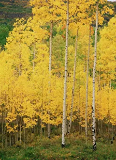 Aspen Prints: USA, Colorado, View of San Juan National Forest in autumn
