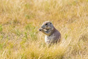 Images Dated 13th August 2018: USA, Colorado, Walden. Black-tailed prairie dog close-up