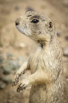 Walden Prints: USA, Colorado, Walden. Black-tailed prairie dog close-up