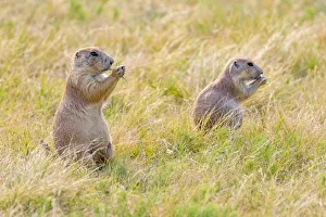 Images Dated 2018 August: USA, Colorado, Walden. Black-tailed prairie dogs close-up