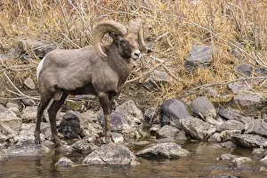 Images Dated 17th November 2017: USA, Colorado, Waterton Canyon. Bighorn sheep ram and stream