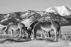 Westcliffe Prints: USA, Colorado, Westcliffe. Music Meadows Ranch