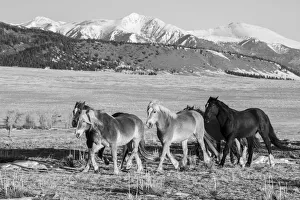 Images Dated 8th February 2022: USA, Colorado, Westcliffe. Music Meadows Ranch