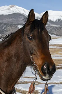 Images Dated 8th April 2021: USA, Colorado, Westcliffe. Music Meadows Ranch. Bay ranch horse. (PR)