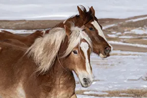 Images Dated 8th April 2021: USA, Colorado, Westcliffe. Music Meadows Ranch. Ranch horses in winter. (PR)