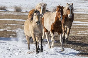 Images Dated 21st June 2022: USA, Colorado, Westcliffe. Music Meadows Ranch