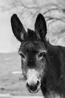 Images Dated 8th February 2022: USA, Colorado, Westcliffe. Music Meadows Ranch. Cute old ranch donkey, face detail. (PR)