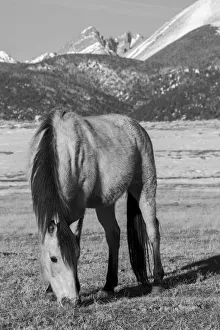 Images Dated 8th February 2022: USA, Colorado, Westcliffe. Music Meadows Ranch
