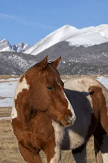 Images Dated 8th April 2021: USA, Colorado, Westcliffe. Music Meadows Ranch